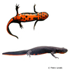 Cynops orientalis Oriental Fire-bellied Newt