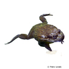 Pyxicephalus adspersus African Bullfrog