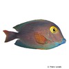 Ctenochaetus strigosus Yellow-eyed Surgeonfish