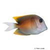 Ctenochaetus tominiensis Tomini Surgeonfish