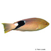 Bodianus loxozonus Blackfin Hogfish