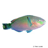 Scarus quoyi Quoy's Parrotfish