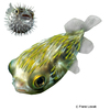 Diodon nicthemerus Slender-spined Porcupinefish
