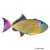 Xanthichthys mento Redtail Triggerfish