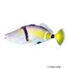 Rhinecanthus lunula Halfmoon Picassofish