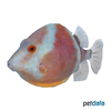 Anoplocapros lenticularis White-barred Boxfish