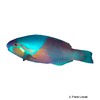 Scarus dimidiatus Yellowbarred Parrotfish