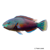 Scarus psittacus Common Parrotfish