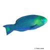Scarus spinus Greensnout Parrotfish