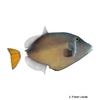 Sufflamen albicaudatum Bluethroat Triggerfish