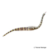 Corythoichthys schultzi Guilded Pipefish