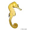 Hippocampus reidi Long-snout Seahorse Yellow