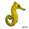 Hippocampus reidi Longsnout Seahorse