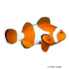 Amphiprion ocellaris Ocellaris Clownfish