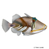 Rhinecanthus aculeatus Humu Picasso Triggerfish