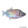 Rhinecanthus assasi Arabian Picasso Triggerfish