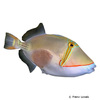 Rhinecanthus verrucosus Blackbelly Triggerfish
