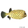 Ostracion cubicus Yellow Boxfish