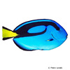 Paracanthurus hepatus Palette Surgeonfish
