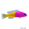 Pictichromis paccagnellae Royal Dottyback