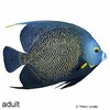 Pomacanthus paru French Angelfish
