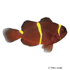 Premnas biaculeatus Gold Stripe Maroon Clownfish