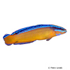 Pseudochromis aldabraensis Neon Dottyback