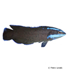 Pseudochromis springeri Springer’s Dottyback