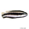 Pseudochromis sankeyi Striped Dottyback