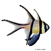 Pterapogon kauderni Banggai Cardinalfish