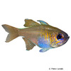 Zoramia leptacantha Threadfin Cardinalfish