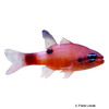 Apogon maculatus Flamefish