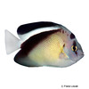 Apolemichthys griffisi Griffis Angelfish