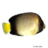 Apolemichthys xanthotis Yellowear Angelfish