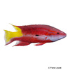 Bodianus pulchellus Spotfin Hogfish