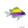 Chromis insolata Sunshinefish