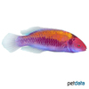 Cirrhilabrus aurantidorsalis Orange-back Fairy Wrasse