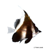 Heniochus pleurotaenia Phantom Bannerfish