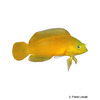Pseudochromis fuscus Brown Dottyback