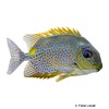 Siganus guttatus Yellow Blotch Rabbitfish