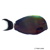 Acanthurus auranticavus Orange-socket Surgeonfish