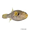 Arothron reticularis Reticulated Pufferfish