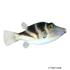 Canthigaster coronata Crowned Puffer