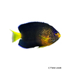 Centropyge debelius Blue Mauritius Angelfish