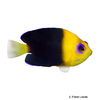 Centropyge joculator Yellowhead Angelfish