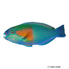 Chlorurus bowersi Bower's Parrotfish