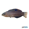 Halichoeres marginatus Red Sea Dusky Wrasse