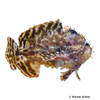 Histrio histrio Sargassumfish