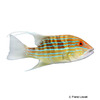 Symphorus nematophorus Chinamanfish