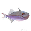 Xanthichthys caeruleolineatus Bluelined Triggerfish